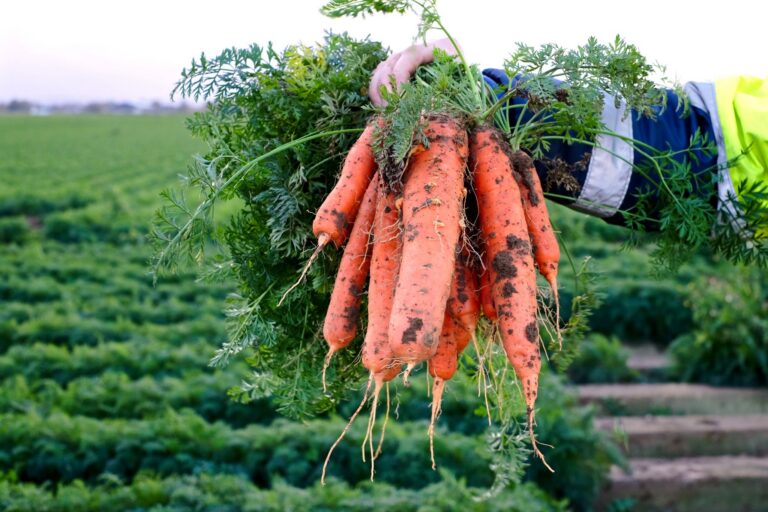 Tariffs Are Driving Up Fertilizer Prices: Agronomist Urges Cautious Use, While SMAGRY Startup Offers a Solution