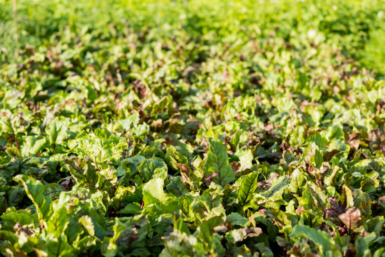 SMAGRY soil analyzer supporting precision fertilization decisions in a crop field