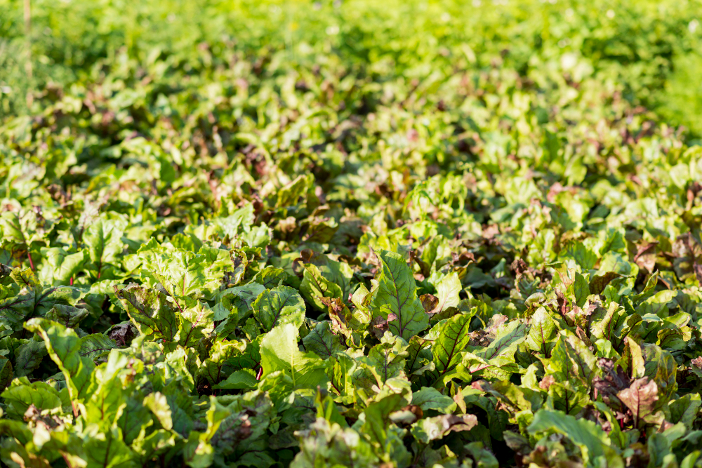 Why Precision Fertilization Is Now a Business Decision